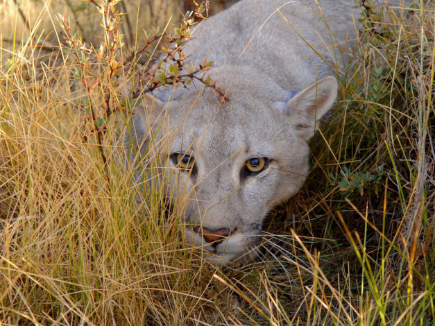 Обои картинки фото животные, пумы