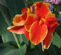 Картинка канна цветы двухцветный