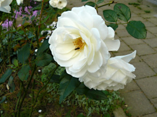 Картинка цветы розы белый