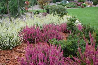 Картинка вереск обыкновенный цветы эрики лужайка много сиреневый