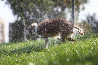 Картинка животные собаки собака бордер-колли брызги
