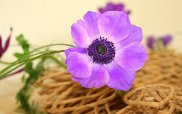 Картинка цветы анемоны адонисы сиреневый
