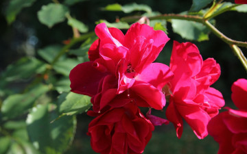 Картинка цветы розы красный