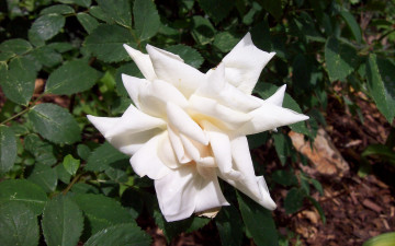 Картинка цветы розы лепестки