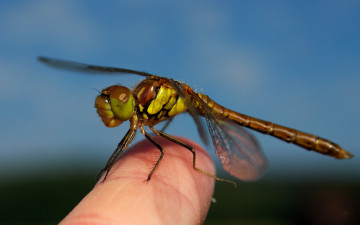 Картинка животные стрекозы палец стрекоза