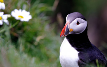 Картинка животные тупики тупик