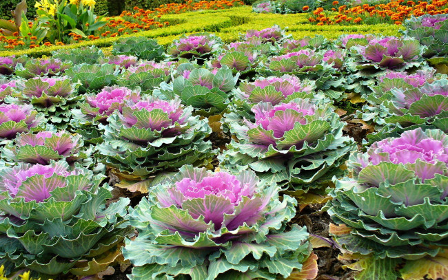 Обои картинки фото цветы, декоративная, капуста, клумбы, зеленый, фиолетовый, много