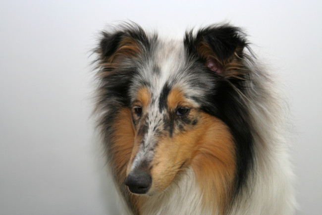 Обои картинки фото животные, собаки, собака, колли, шотландская, овчарка