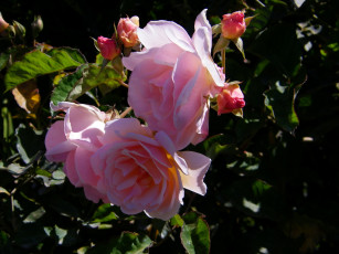 Картинка цветы розы роза