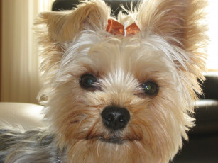 Картинка животные собаки yorkshire terrier