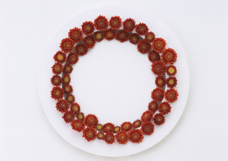 Картинка цветы хризантемы лепестки венок