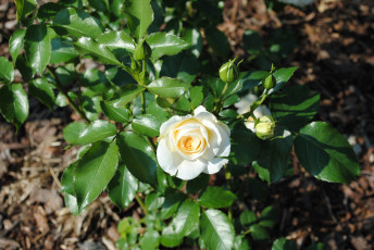 Картинка цветы розы куст роза бутоны