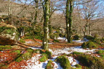 Картинка испания наварра природа лес снег