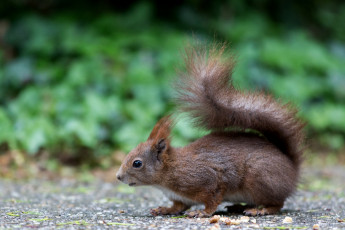 Картинка животные белки хвост зверек