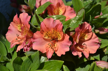 Картинка цветы альстромерия