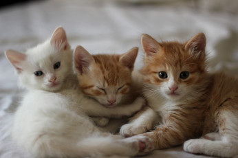 Картинка животные коты котята рыжие