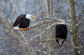 Картинка животные птицы хищники ветки дерево белоголовый орлан