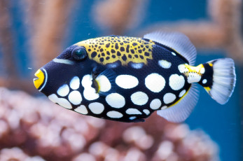 Картинка животные рыбы тропики пятна