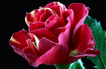 Картинка цветы розы лепестки