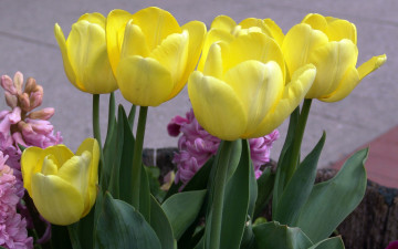 Картинка цветы тюльпаны желтый