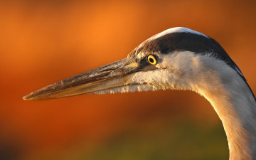 Картинка животные цапли макро птица heron