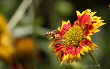 Картинка животные пчелы осы шмели пчела цветок