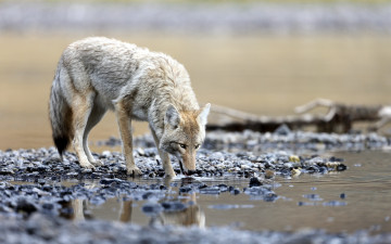 Картинка животные волки природа волк