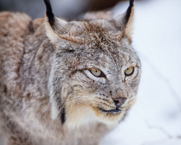 Обои картинки фото животные, рыси, морда, кошка, хищник