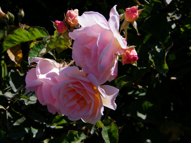 Обои картинки фото цветы, розы, роза