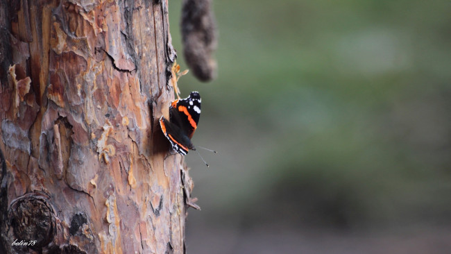 Обои картинки фото животные, бабочки, ствол, бабочка