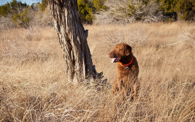 Обои картинки фото животные, собаки, собака, поле, природа