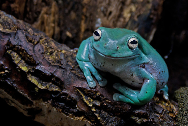 Обои картинки фото животные, лягушки, голубая, глазастая