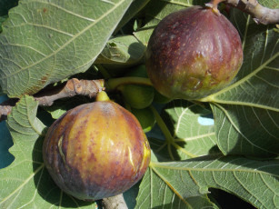 Картинка природа плоды куст инжир