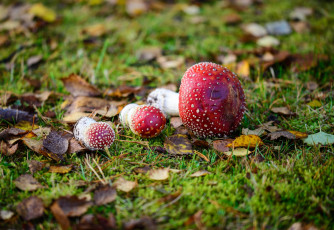 Картинка природа грибы +мухомор трава