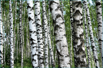 Картинка природа лес березы