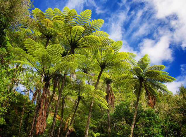 Обои картинки фото природа, тропики, папоротники, джунгли