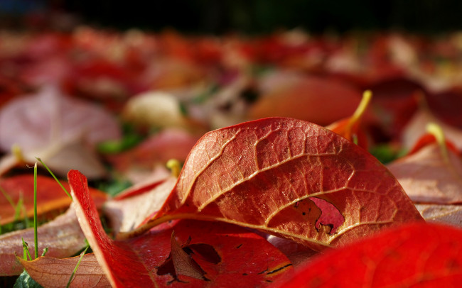 Обои картинки фото природа, листья, осень