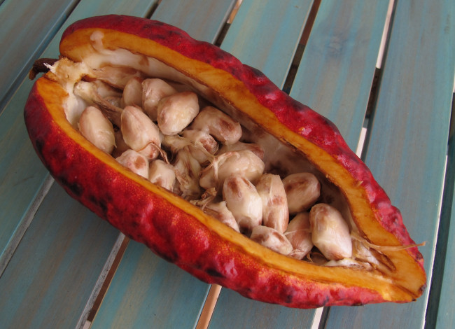 Обои картинки фото еда, разное, просушка, какао-бобы