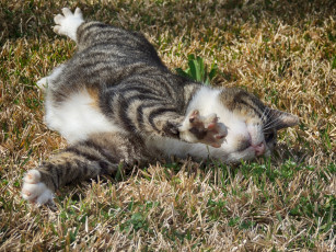 Картинка животные коты котяра