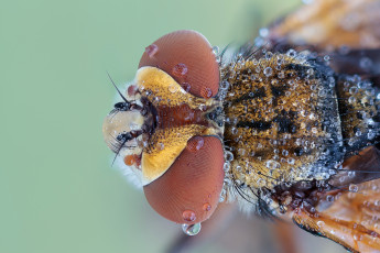 Картинка животные насекомые травинка капли роса зелёный фон макро насекомое утро