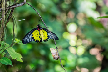 Картинка животные бабочки +мотыльки +моли макро веточка