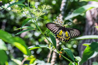 Картинка животные бабочки +мотыльки +моли стебель зелёный макро лето растение