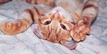 Картинка животные коты рыжий кошка коте киса кот