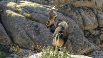 Картинка животные козы козлы горные