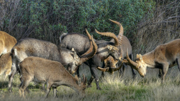 Картинка животные козы козлы горные