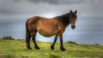 Картинка животные лошади лошадка