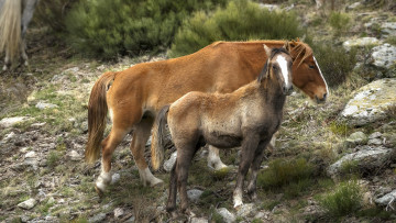 Картинка животные лошади лошадки