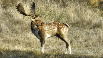 Картинка животные олени олень пятнистый