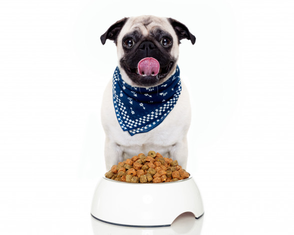 Обои картинки фото животные, собаки, мопс, корм, платок, собака