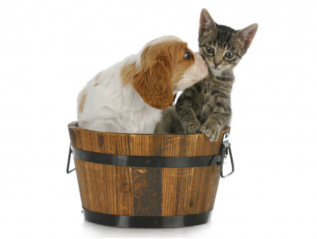 Обои картинки фото животные, разные вместе, щенок, спаниель, котенок, бочка